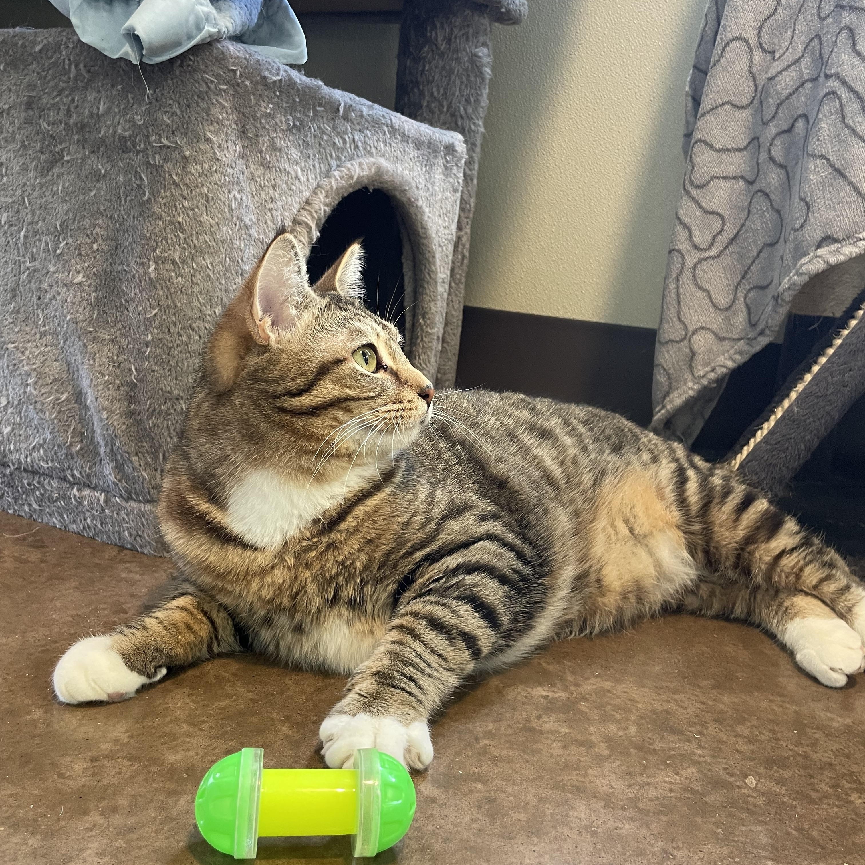 Enlarge Chai, a ADOPTABLE Domestic Short Hair in Friday Harbor, WA image 6/6