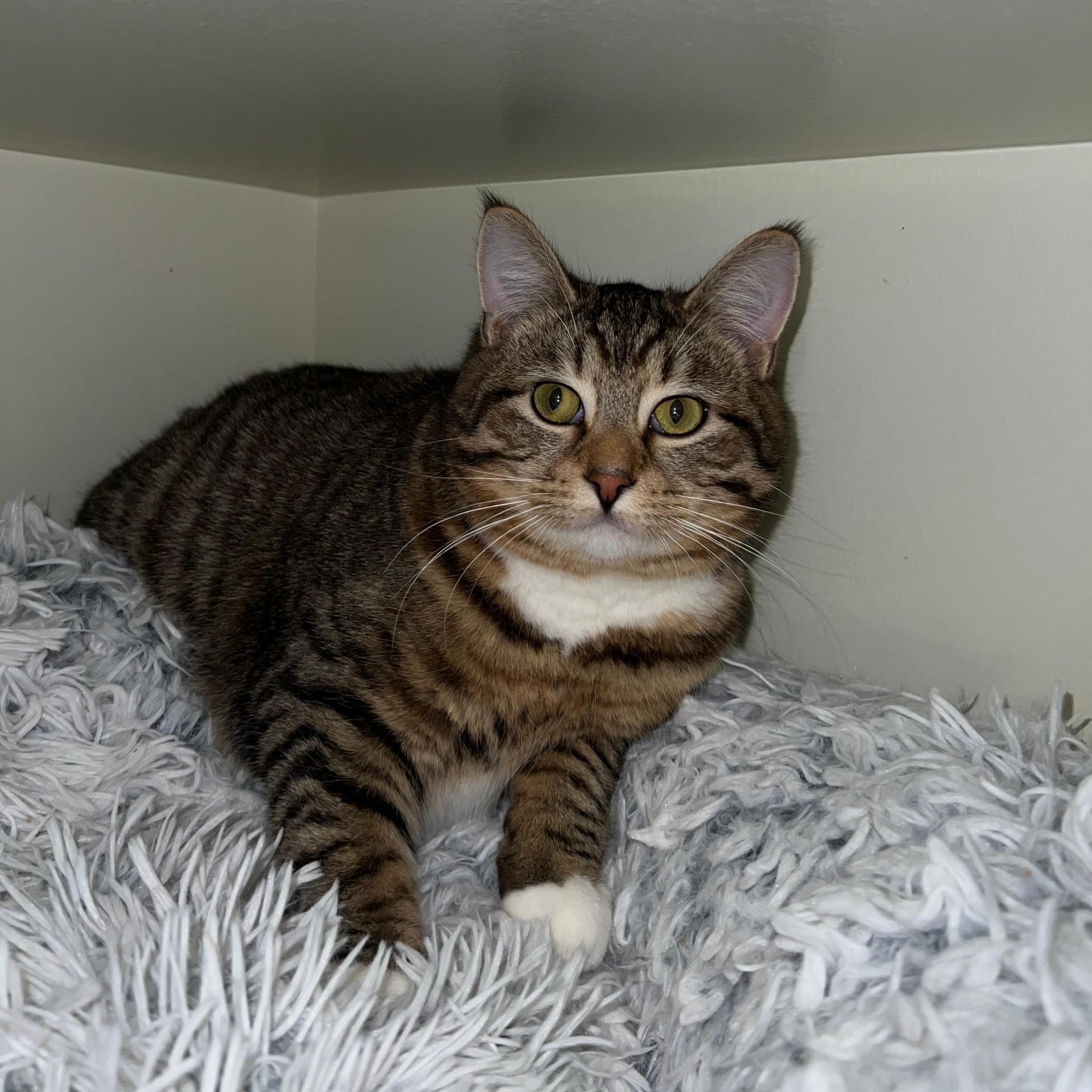 Chai, a ADOPTABLE Domestic Short Hair in Friday Harbor, WA image 1/3