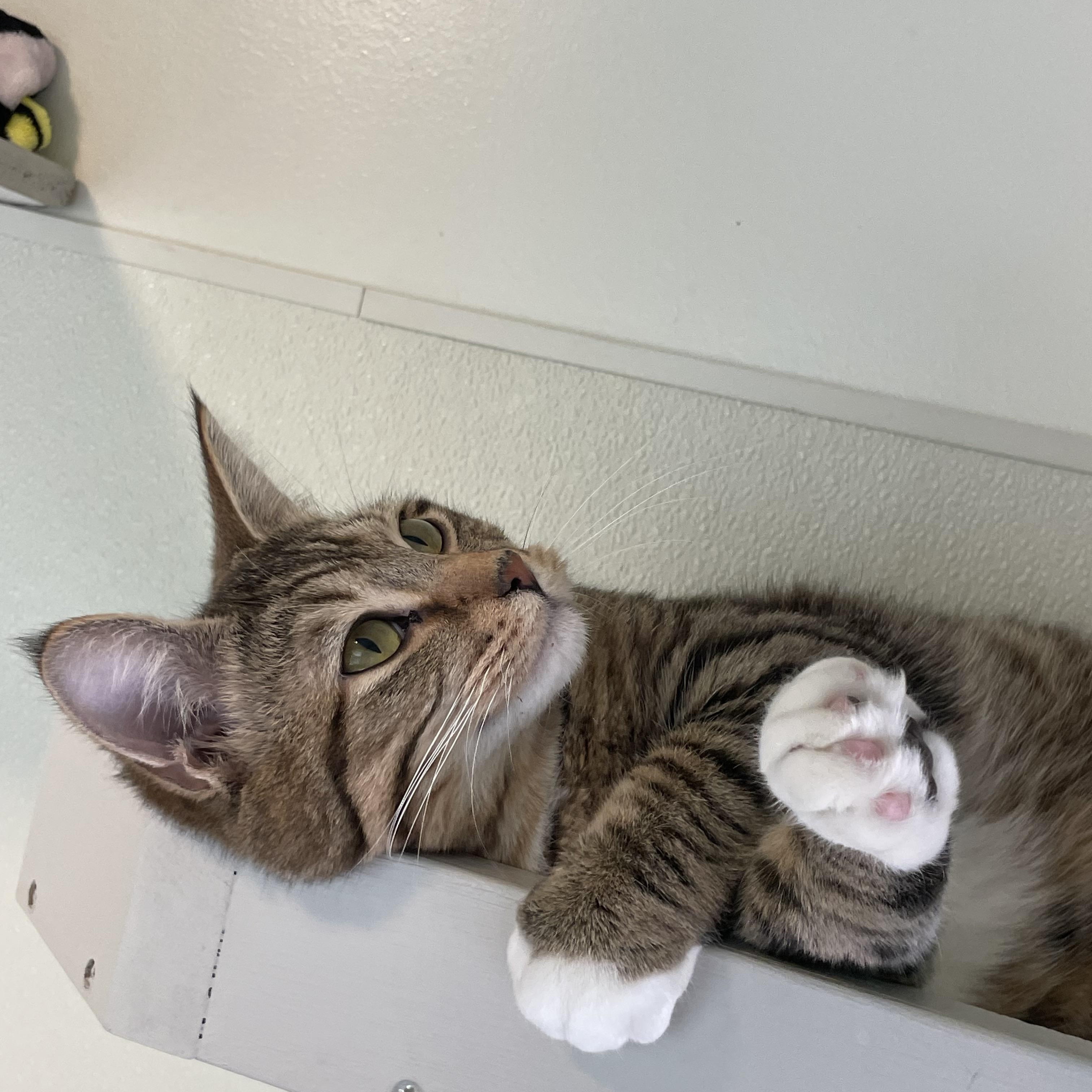 Enlarge Chai, a ADOPTABLE Domestic Short Hair in Friday Harbor, WA image 2/6