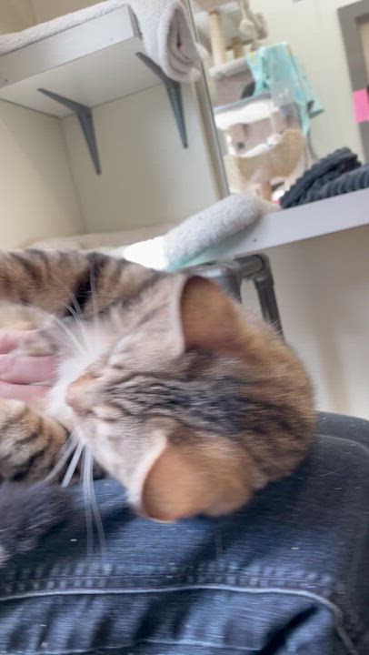 Enlarge Chai, a ADOPTABLE Domestic Short Hair in Friday Harbor, WA video 2/6