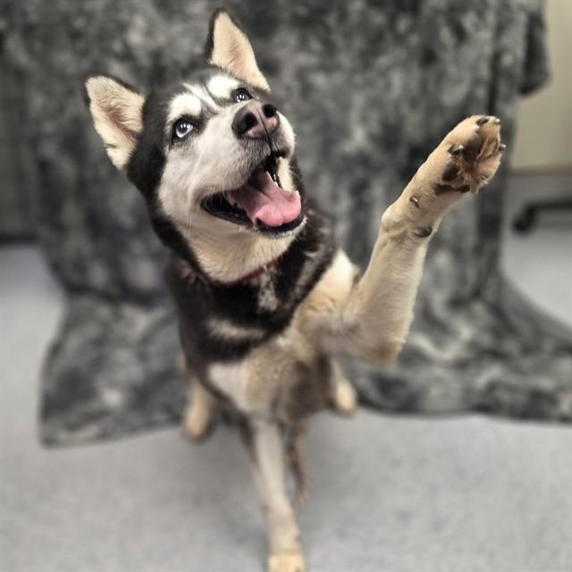 Enlarge MOONBEAM, a Adoptable Siberian Husky in Long Beach, CA image 1/1