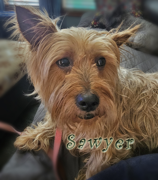 Enlarge Sawyer from Kentucky, a Adopted Cairn Terrier in Richmond, KY image 1/6