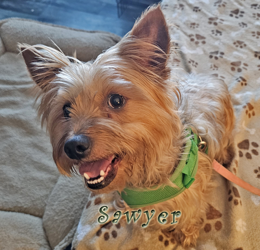 Enlarge Sawyer from Kentucky, a Adopted Cairn Terrier in Richmond, KY image 2/6