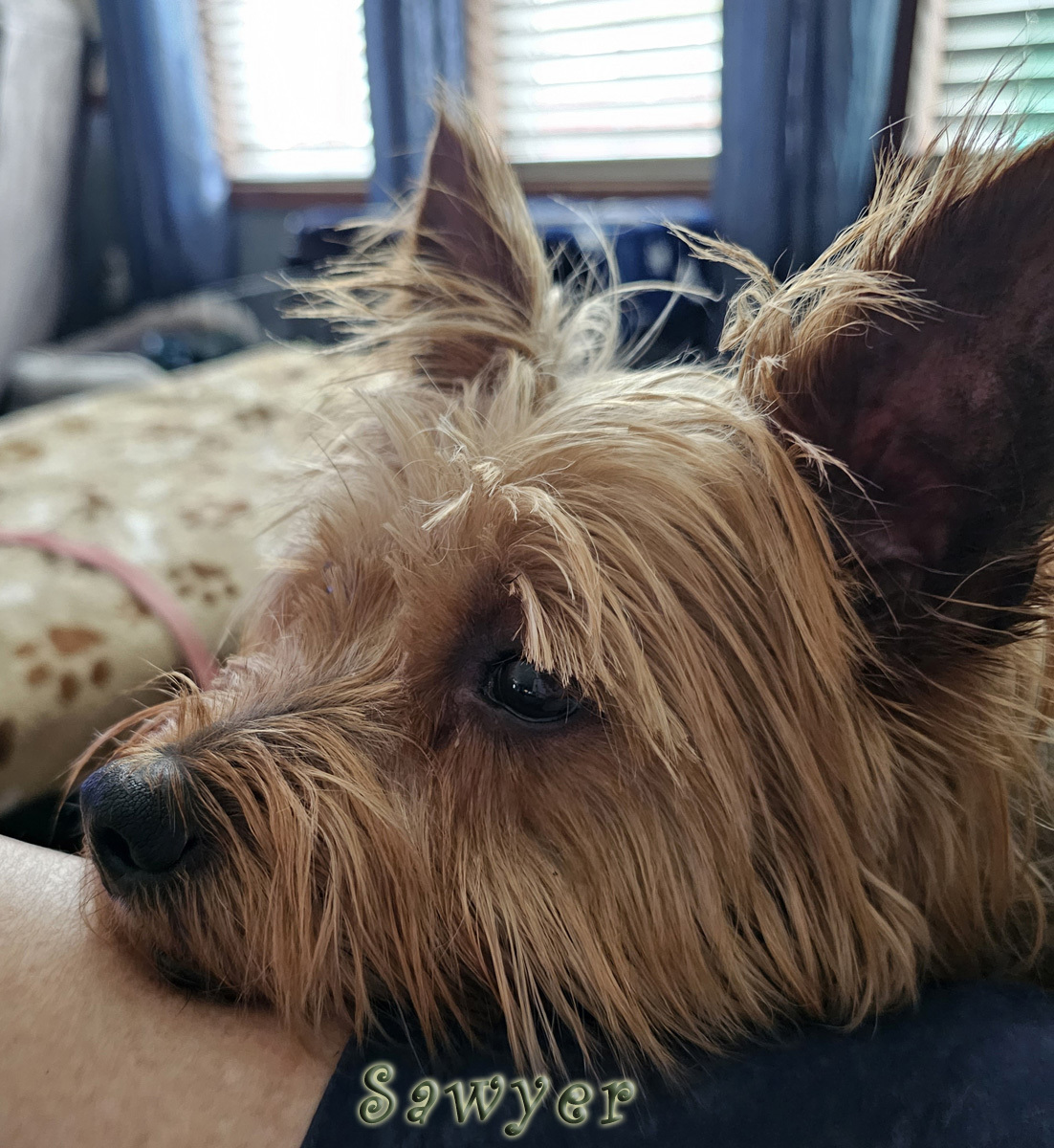 Enlarge Sawyer from Kentucky, a Adopted Cairn Terrier in Richmond, KY image 3/6