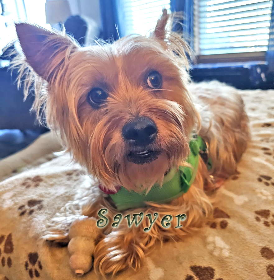 Enlarge Sawyer from Kentucky, a Adopted Cairn Terrier in Richmond, KY image 5/6