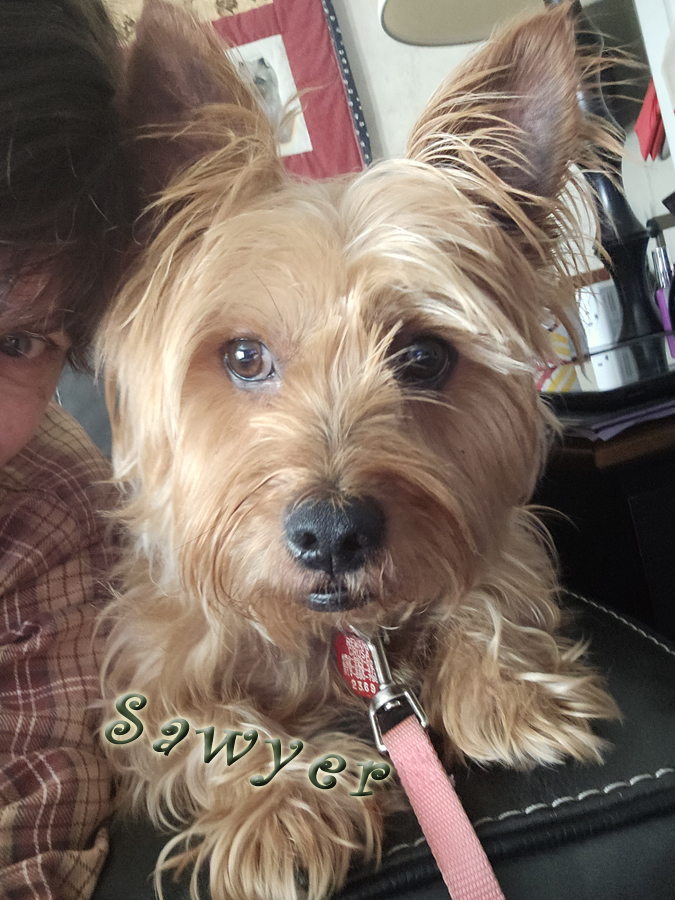 Enlarge Sawyer from Kentucky, a Adopted Cairn Terrier in Richmond, KY image 6/6
