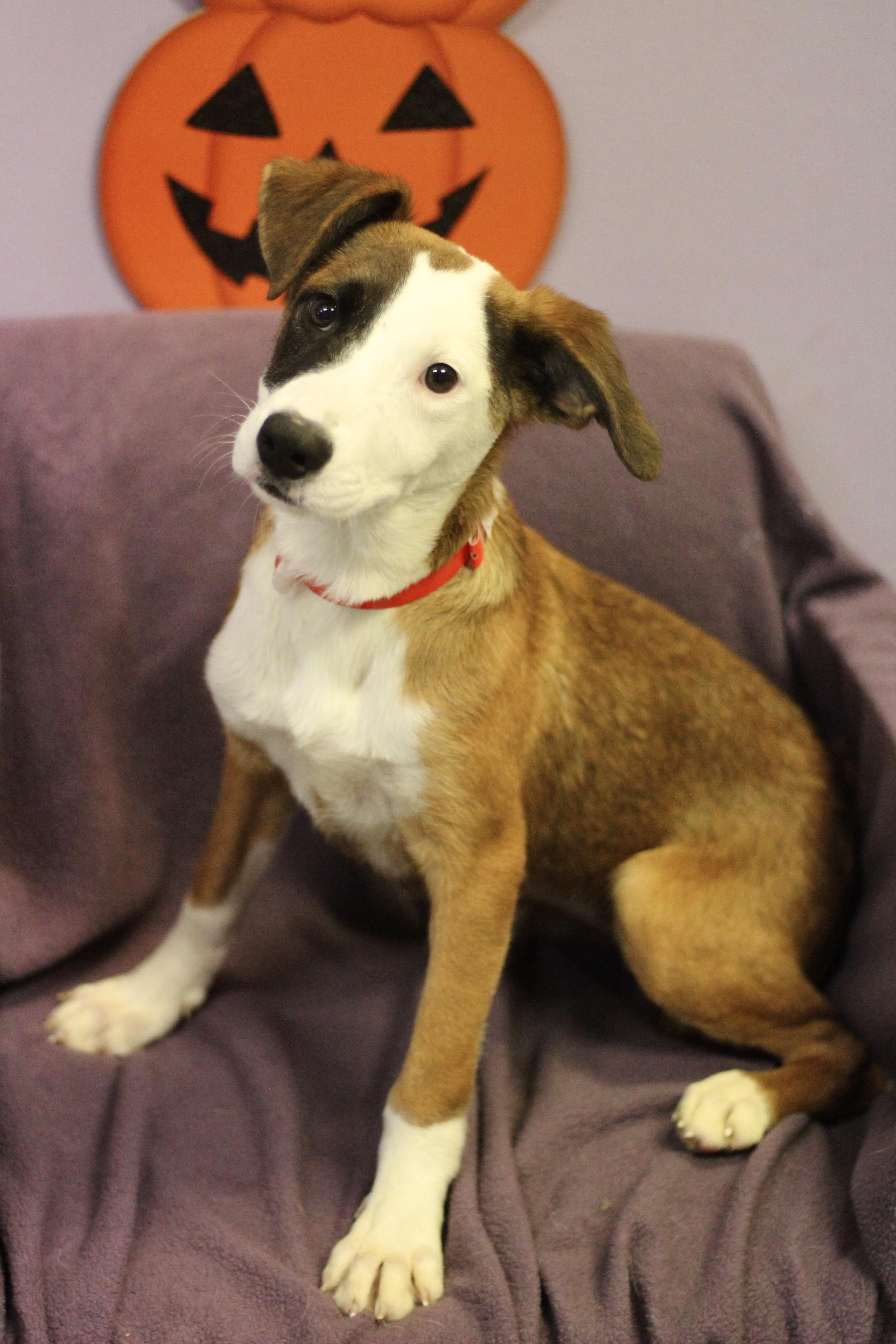 Enlarge Sally Jo in NH. Come Meet our Adoptable Dogs Wednesday-Saturday. More info in Bio, a Adoptable mixed breed in Manchester, NH image 2/2
