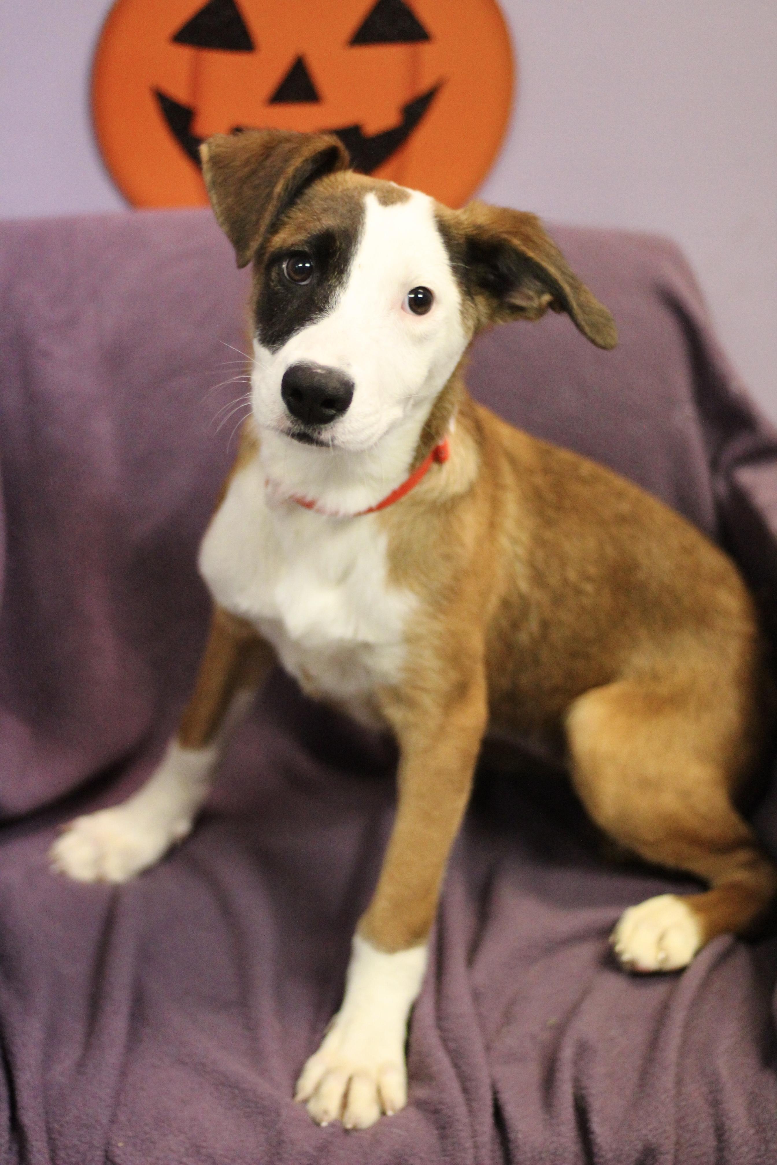 Sally Jo in NH. Come Meet our Adoptable Dogs Wednesday-Saturday. More info in Bio, Adoptable, Puppy Female Australian Shepherd.