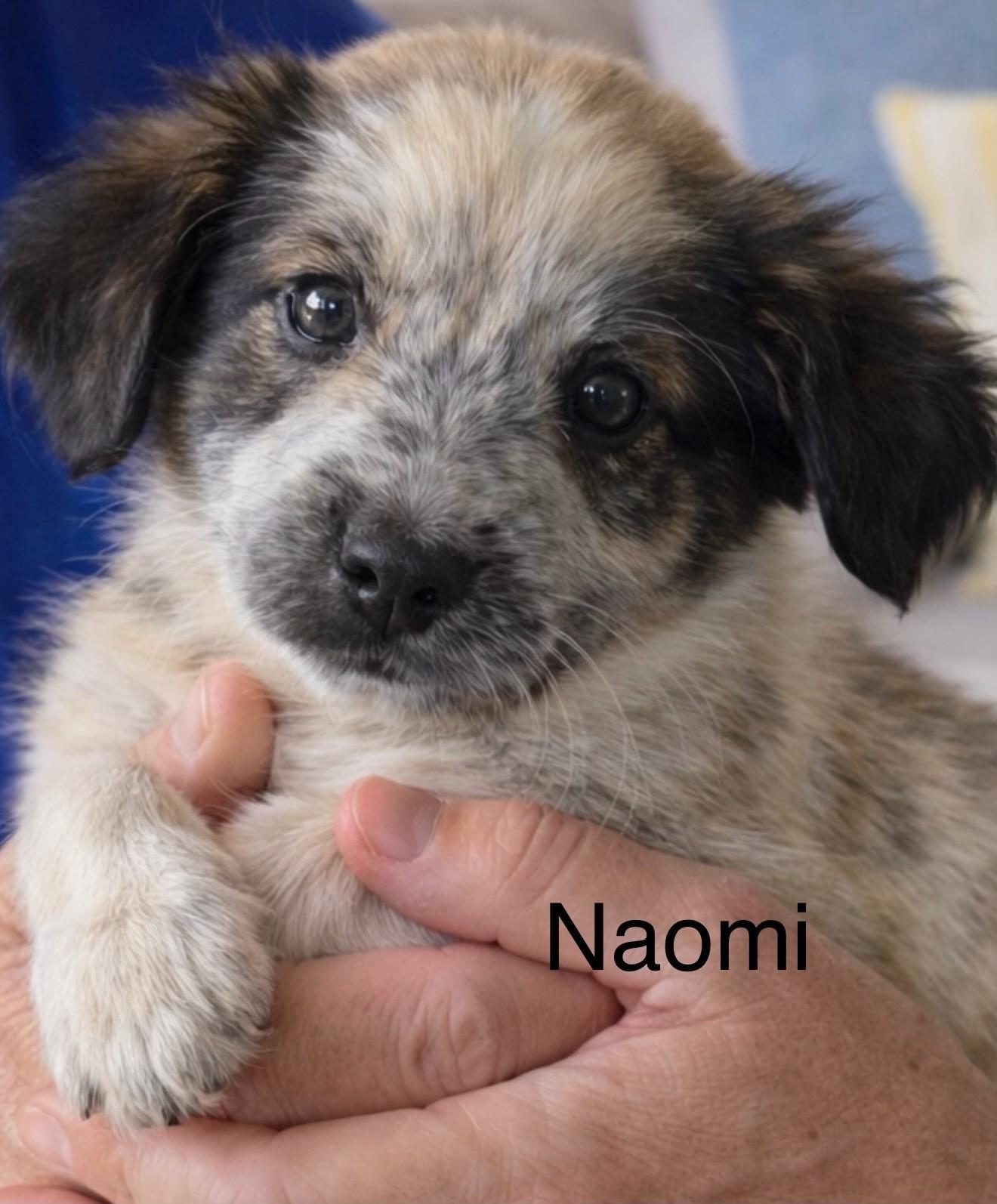 Naomi, adopted, Puppy Female Australian Shepherd & Great Pyrenees.