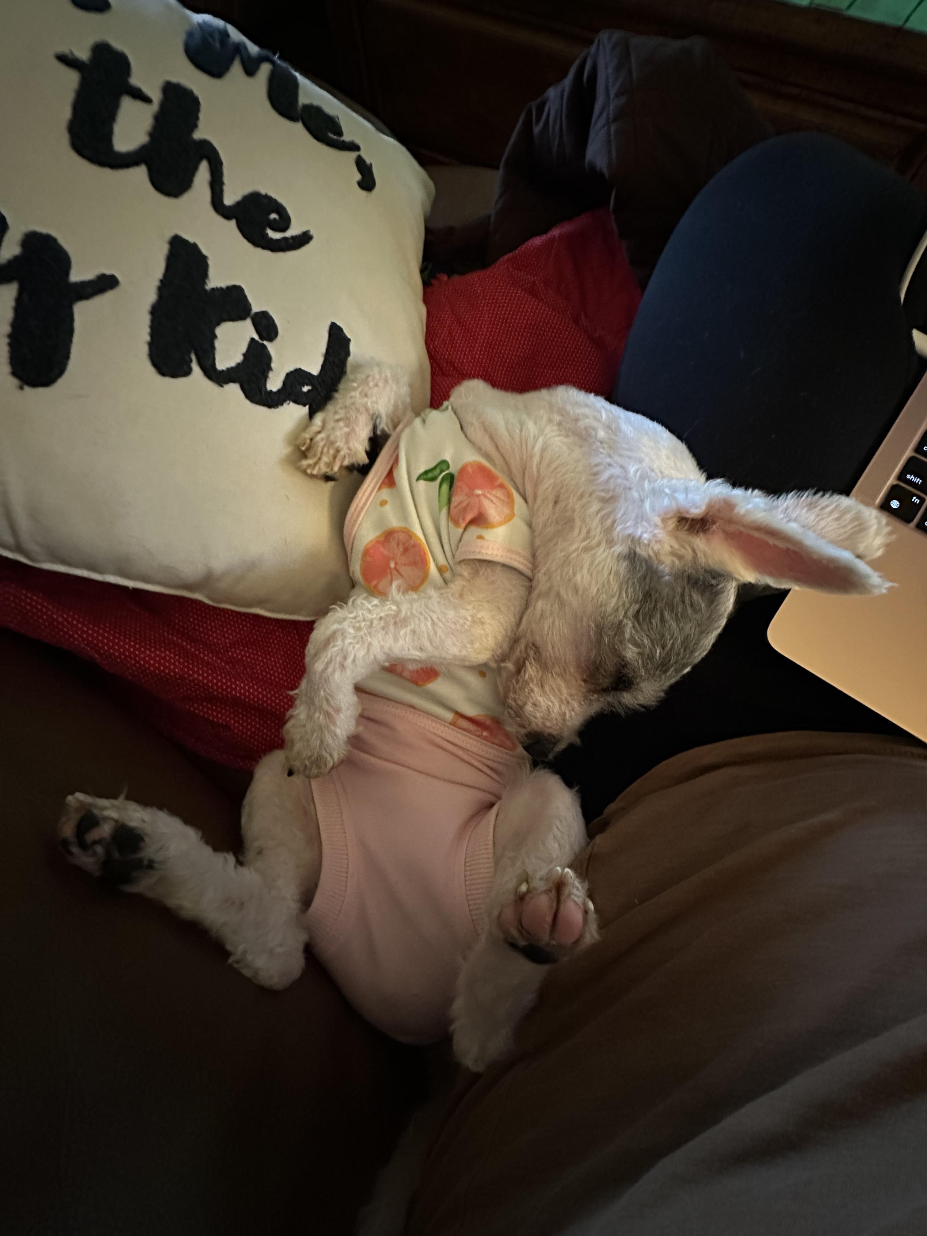 Enlarge Cleo, a ADOPTABLE mixed breed in Austin, TX image 4/6