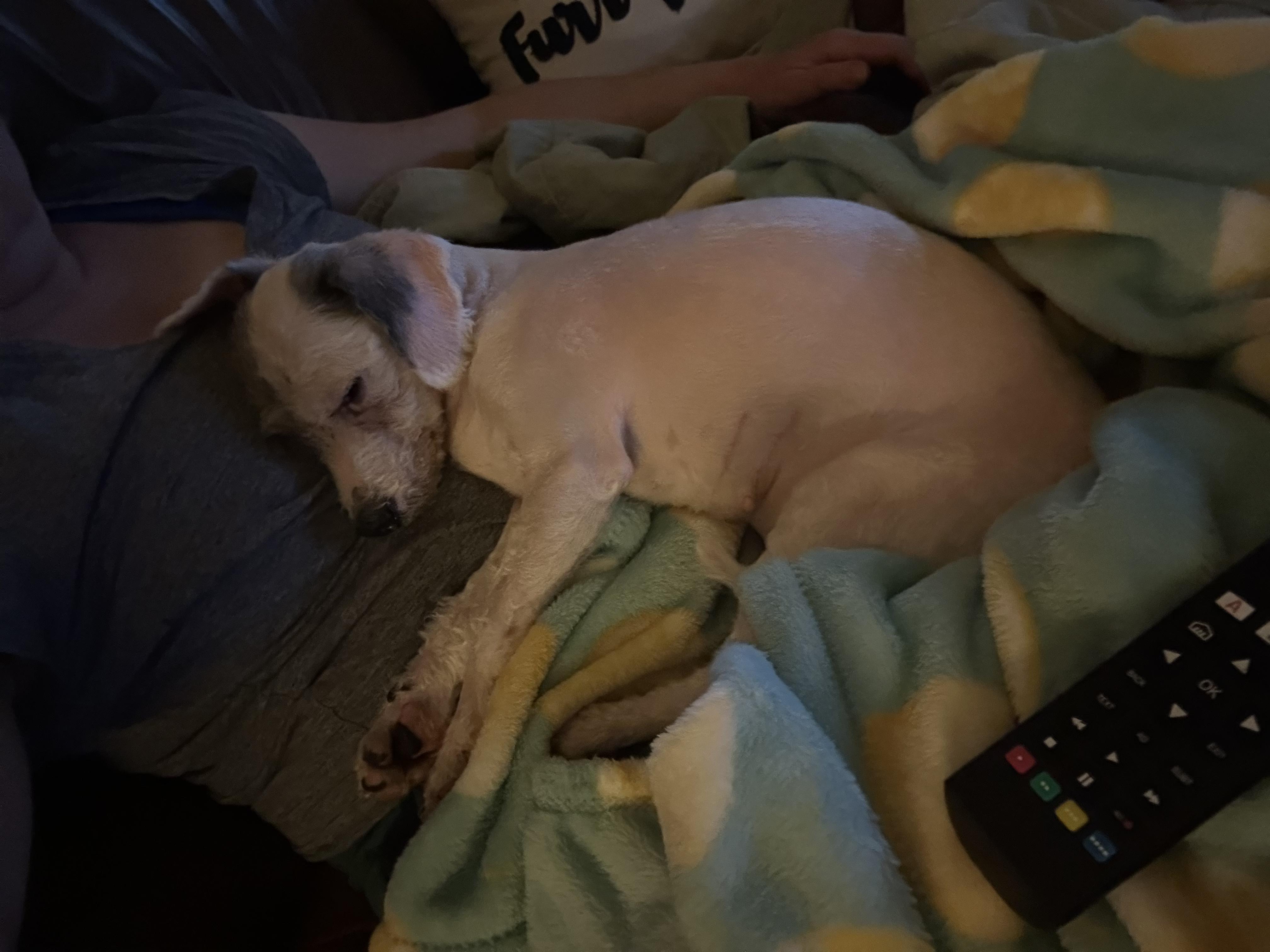 Enlarge Cleo, a ADOPTABLE mixed breed in Austin, TX image 3/6