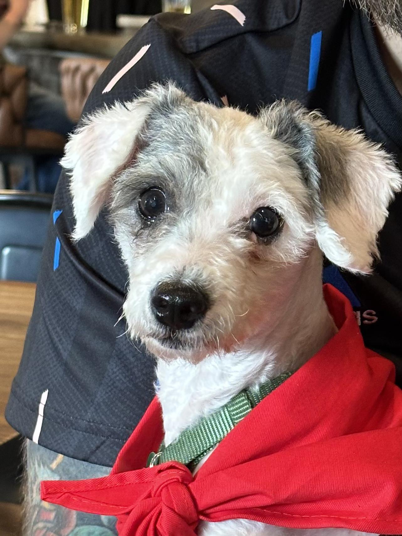 Cleo, adopted, Adult Female Miniature Poodle.