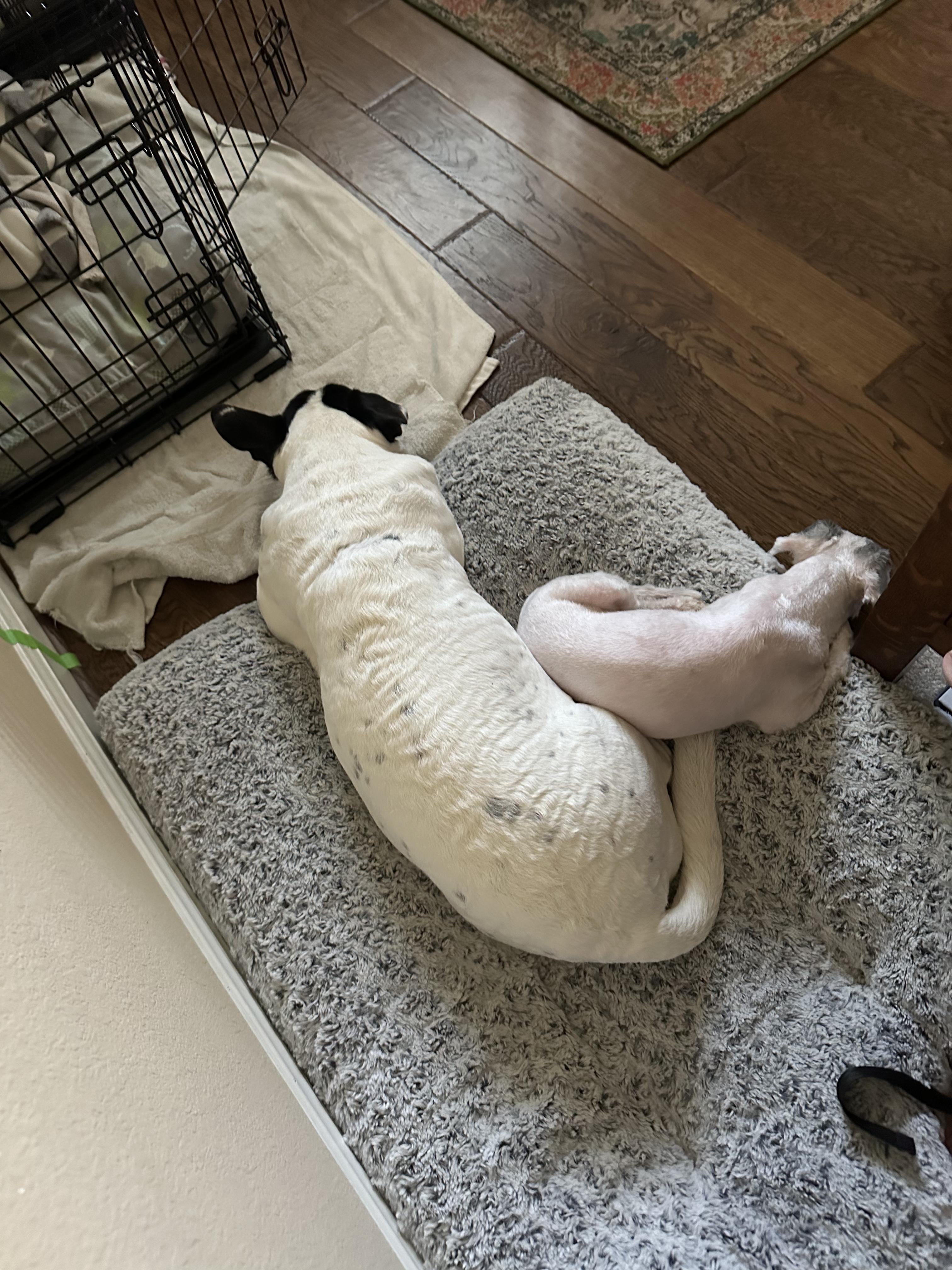 Enlarge Cleo, a ADOPTABLE mixed breed in Austin, TX image 5/6