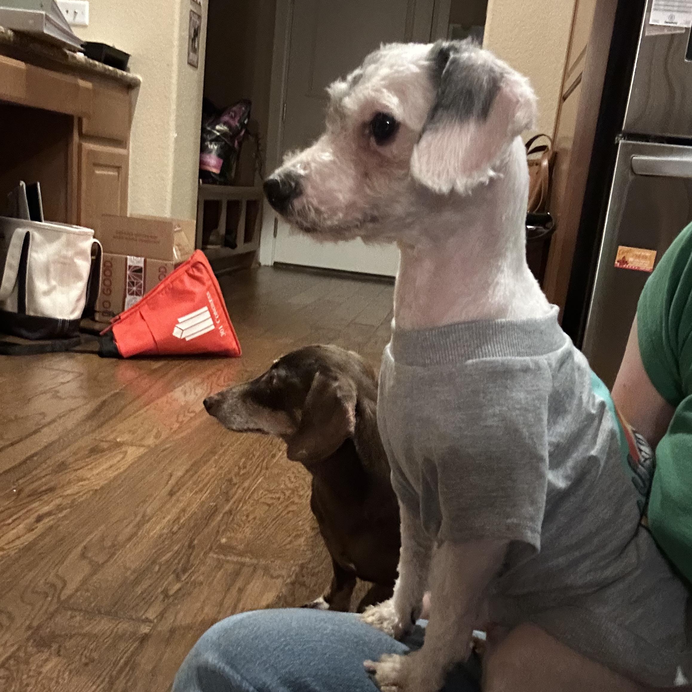 Cleo, ADOPTABLE, Adult Female Miniature Poodle.