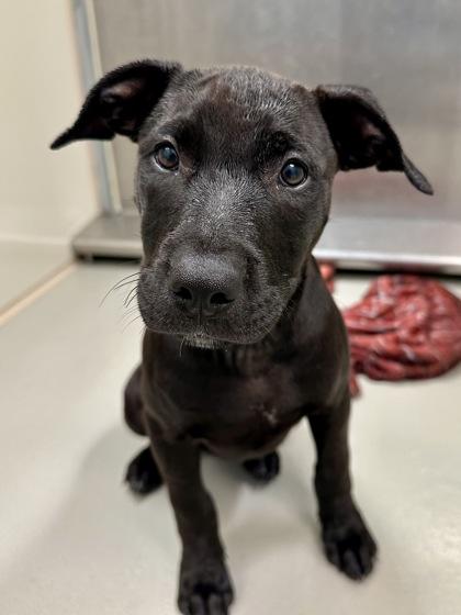 Tiramisu, Adoptable, Puppy Female Mixed Breed & Mixed Breed.