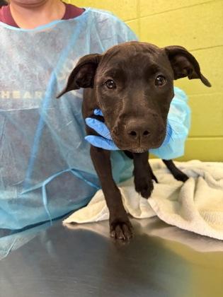 Enlarge Tiramisu, a Adoptable mixed breed in Wichita, KS image 2/2