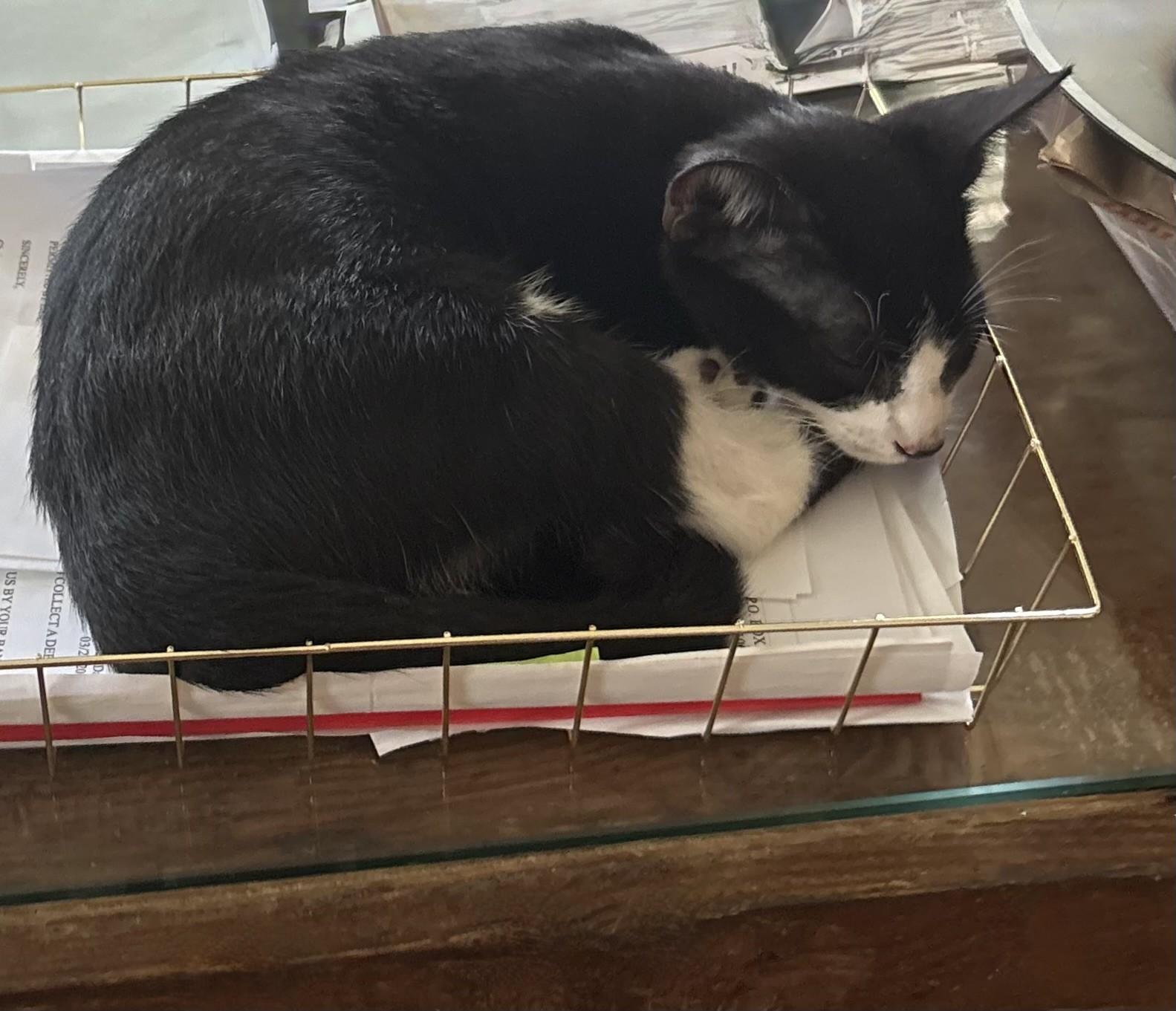 Enlarge Oreo, a ADOPTABLE Domestic Short Hair in Watertown, MA image 3/6