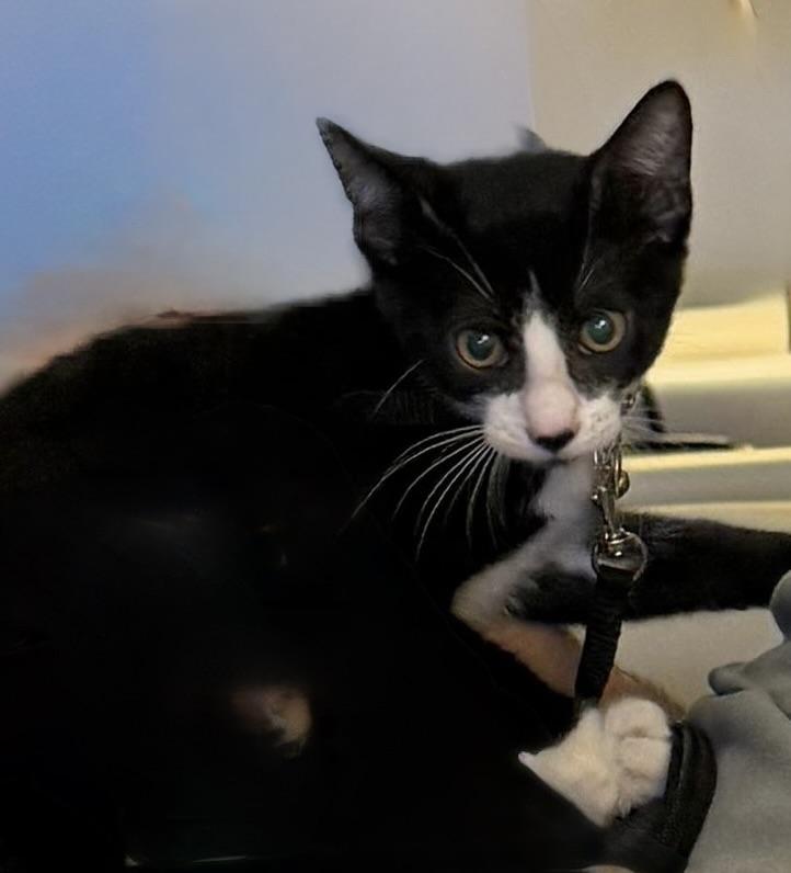 Enlarge Oreo, a ADOPTABLE Domestic Short Hair in Watertown, MA image 1/6