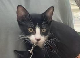 Enlarge Oreo, a ADOPTABLE Domestic Short Hair in Watertown, MA image 6/6
