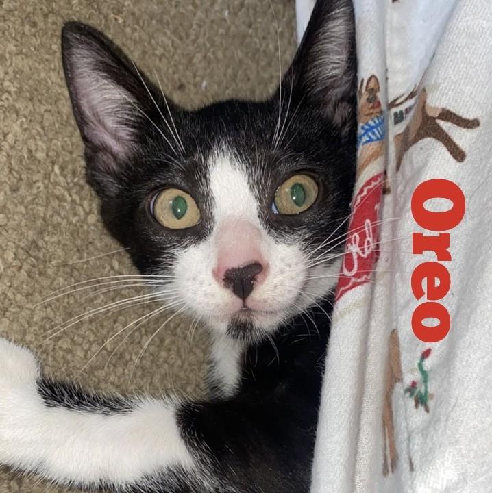 Enlarge Oreo, a ADOPTABLE Domestic Short Hair in Watertown, MA image 2/6