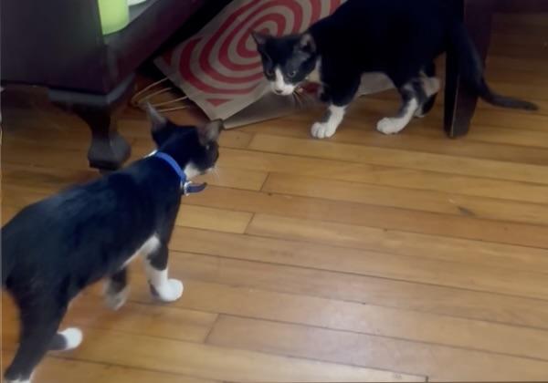 Enlarge Oreo, a ADOPTABLE Domestic Short Hair in Watertown, MA image 5/6
