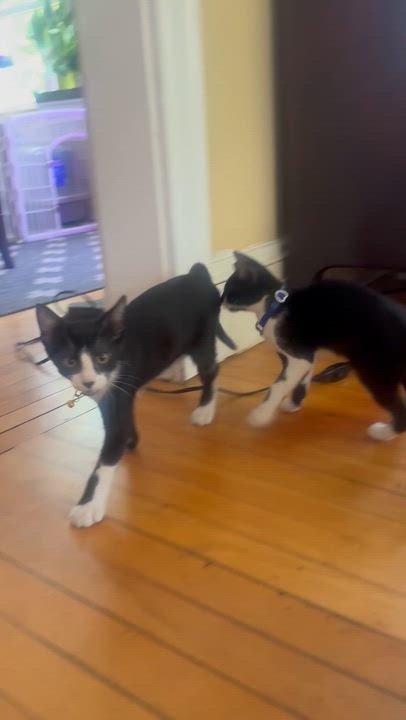 Enlarge Oreo, a ADOPTABLE Domestic Short Hair in Watertown, MA video 4/6