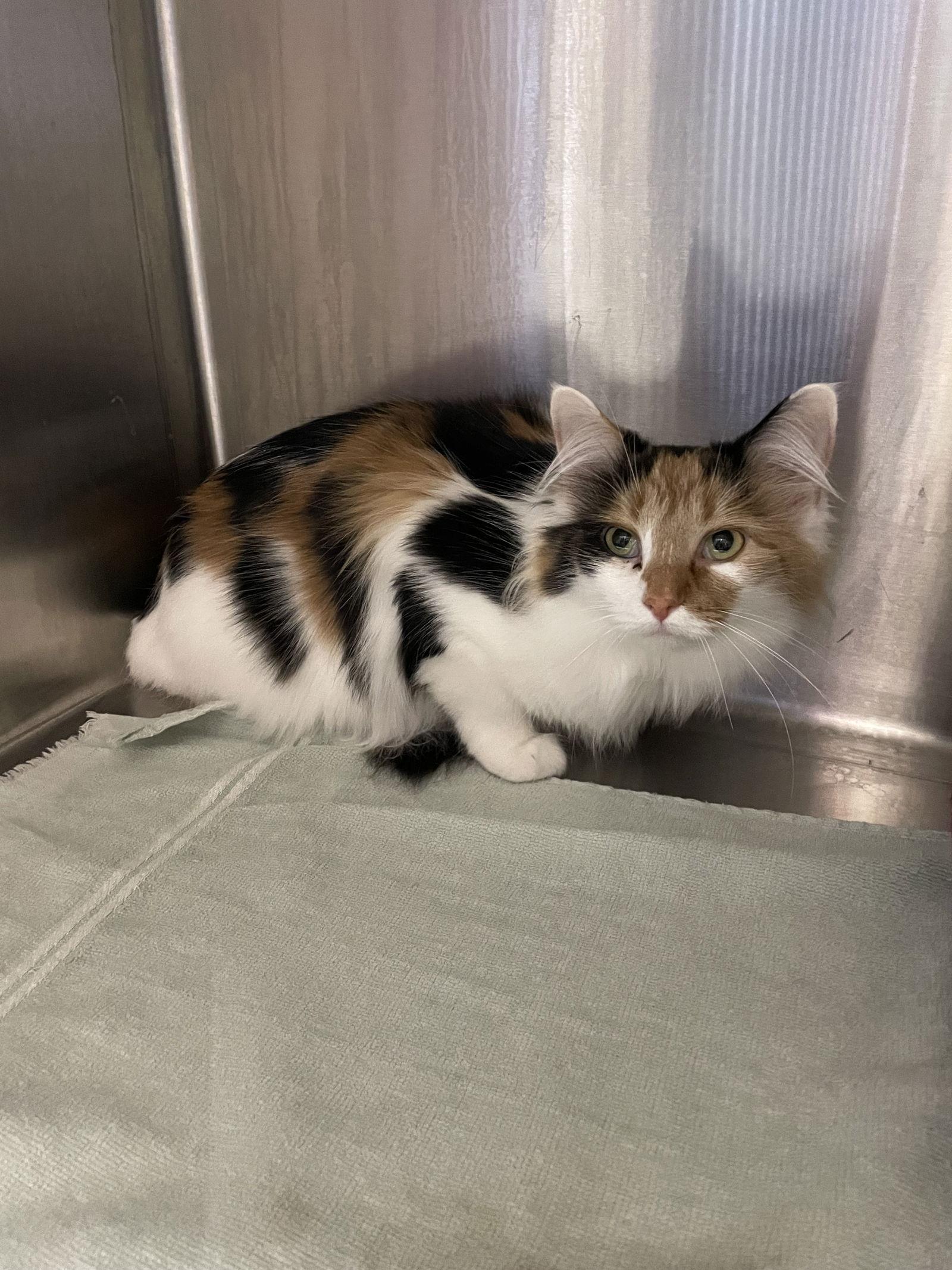 Julietta, Adopted, Adult Female Domestic Long Hair & Calico.