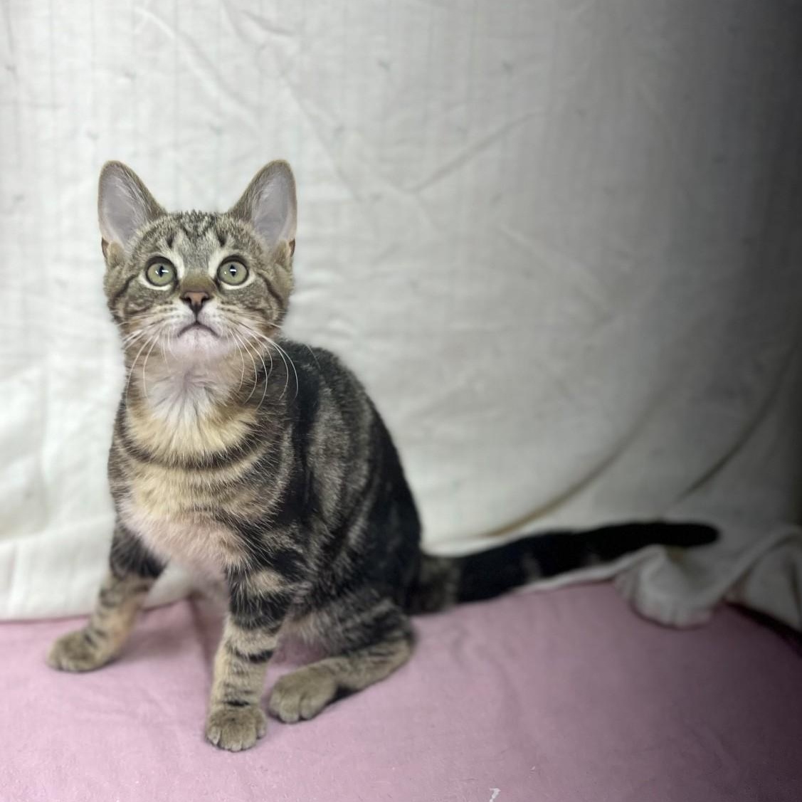 Biff, Adoptable, Young Male Domestic Short Hair.