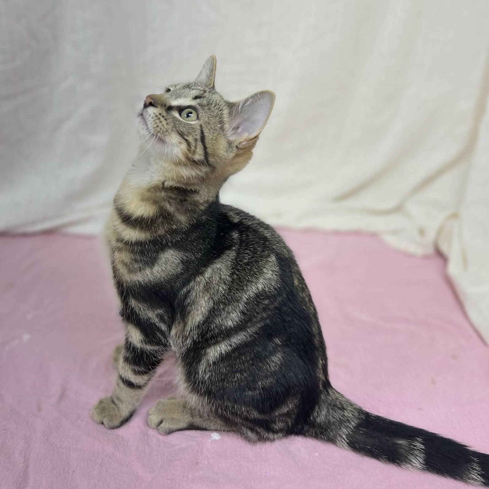 Biff, a Adoptable mixed breed in Upper Sandusky, OH image 2/2
