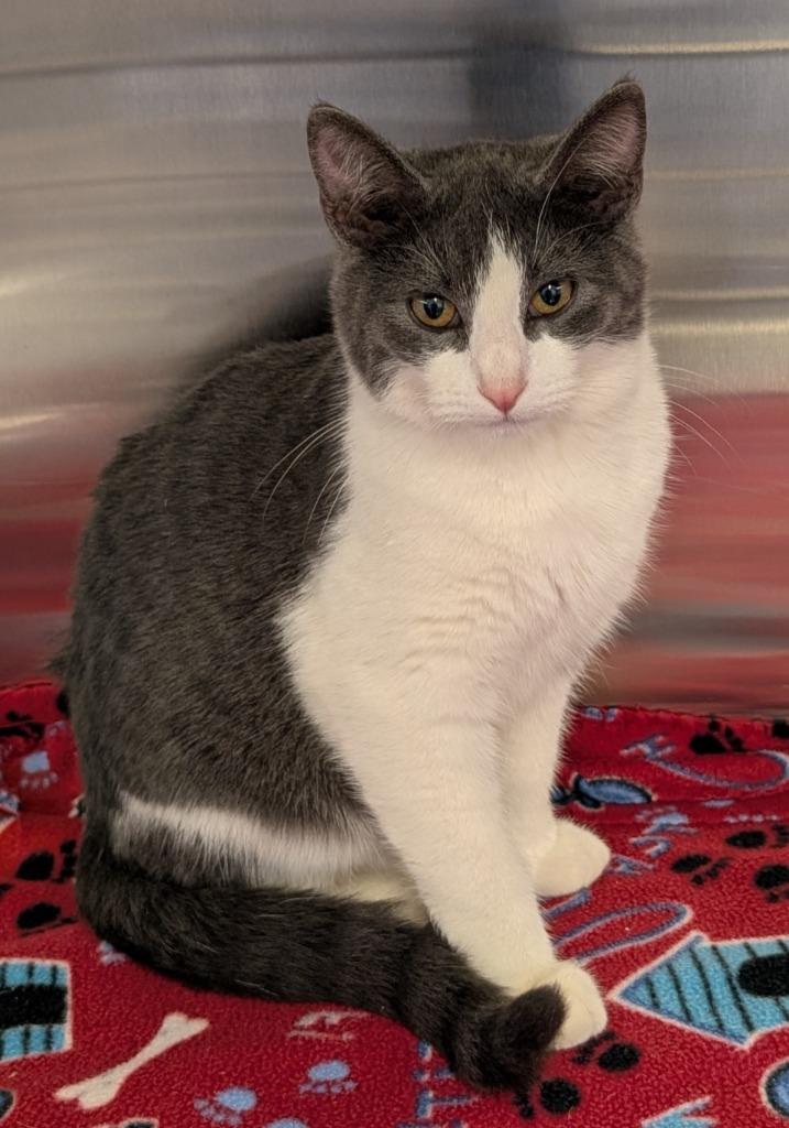 Enlarge Cedar 159, a Adoptable mixed breed in Havre, MT image 1/1