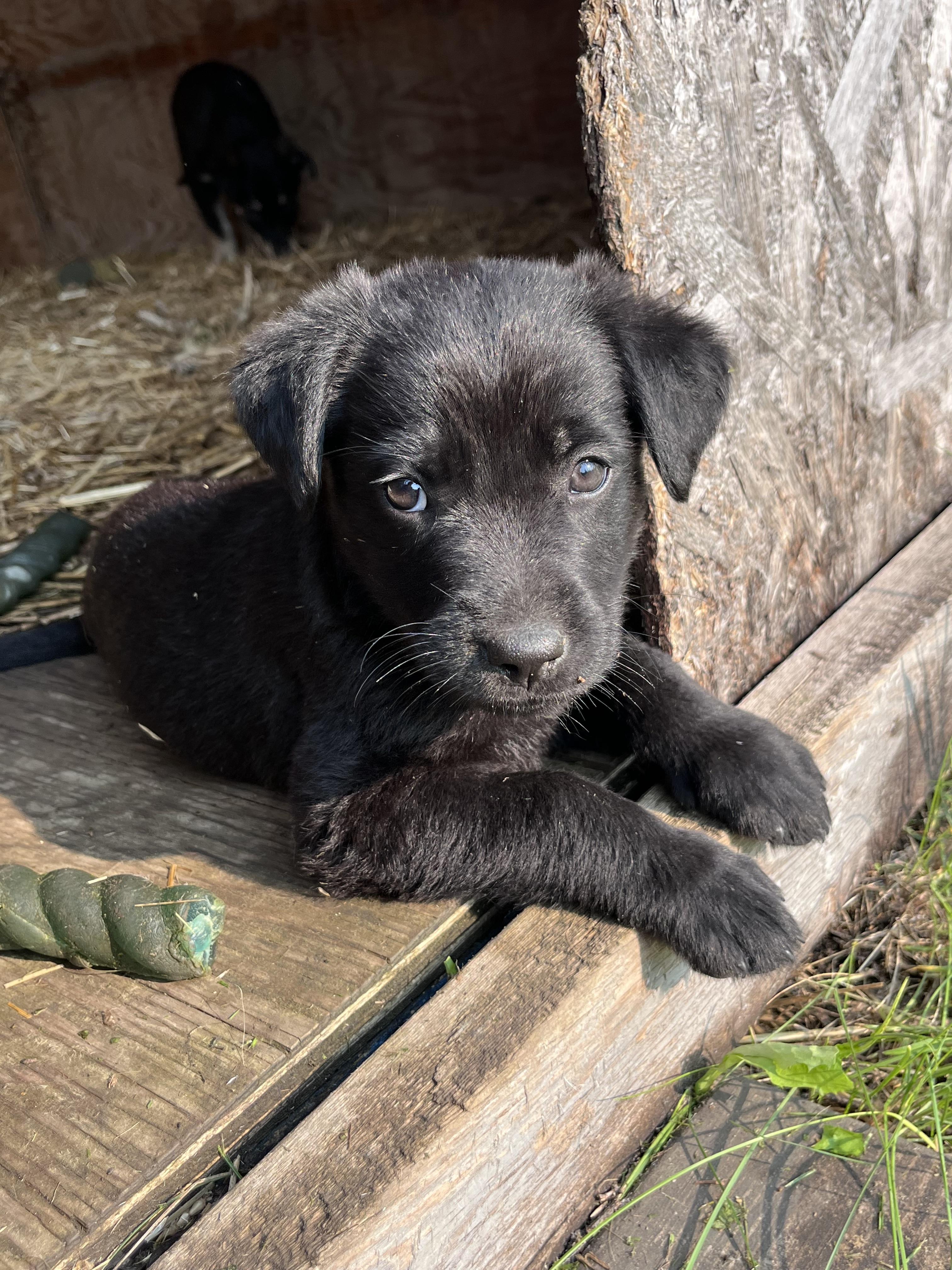 Ken, an adopted mixed breed in Saskatoon, SK image 2/4
