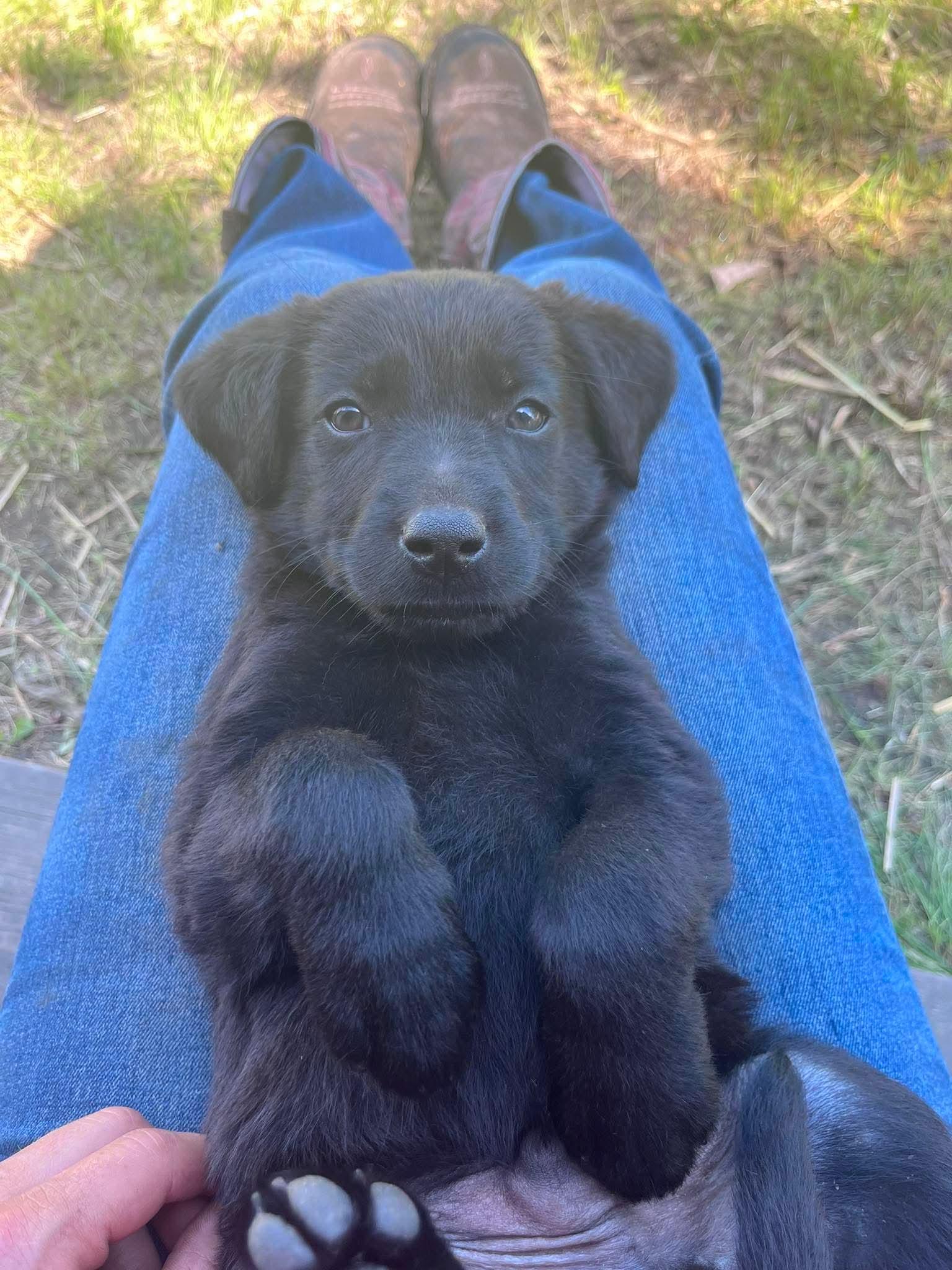 Ken, adopted, Puppy Male Mixed Breed.