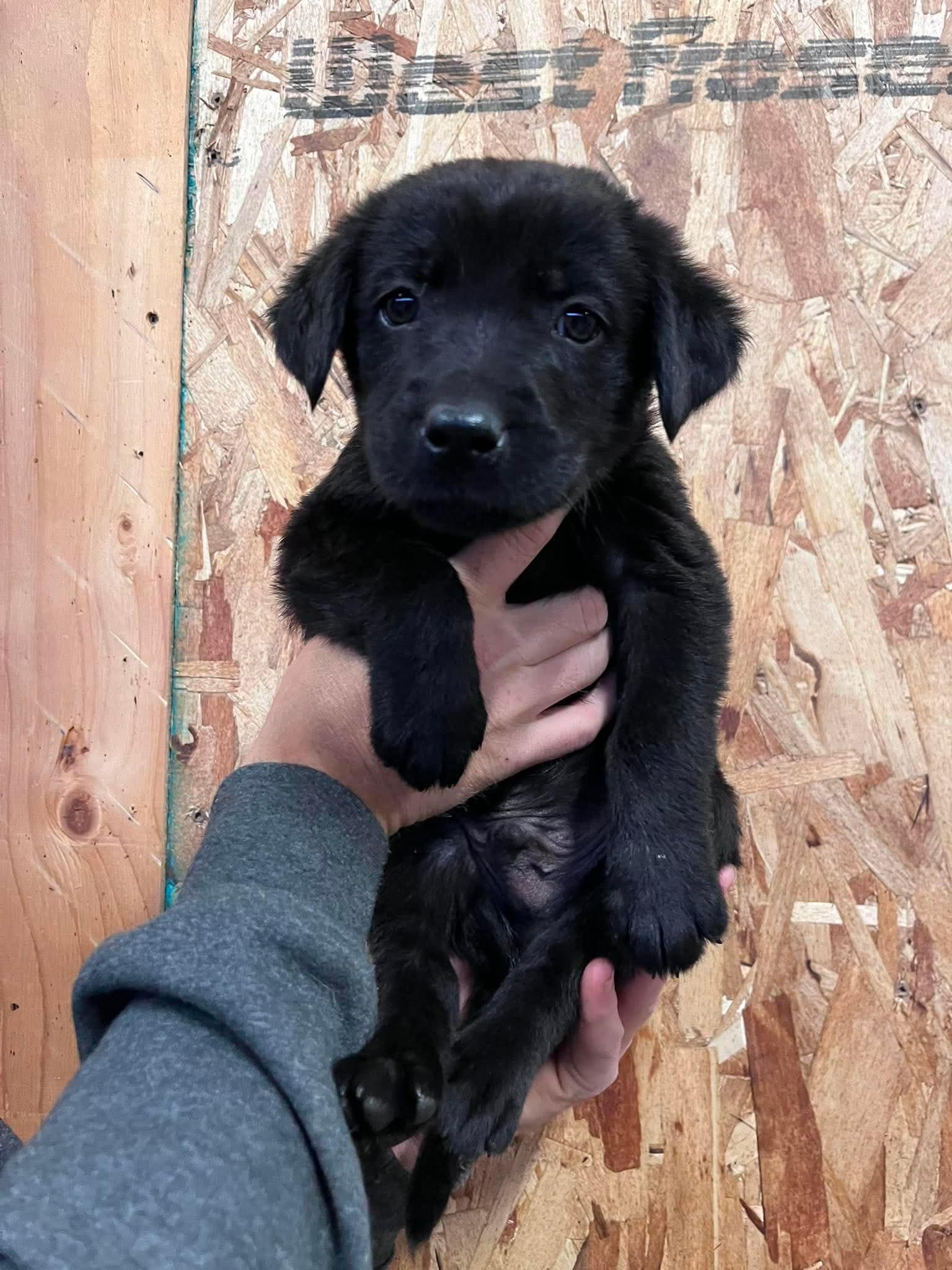 Ken, an adopted mixed breed in Saskatoon, SK image 4/4