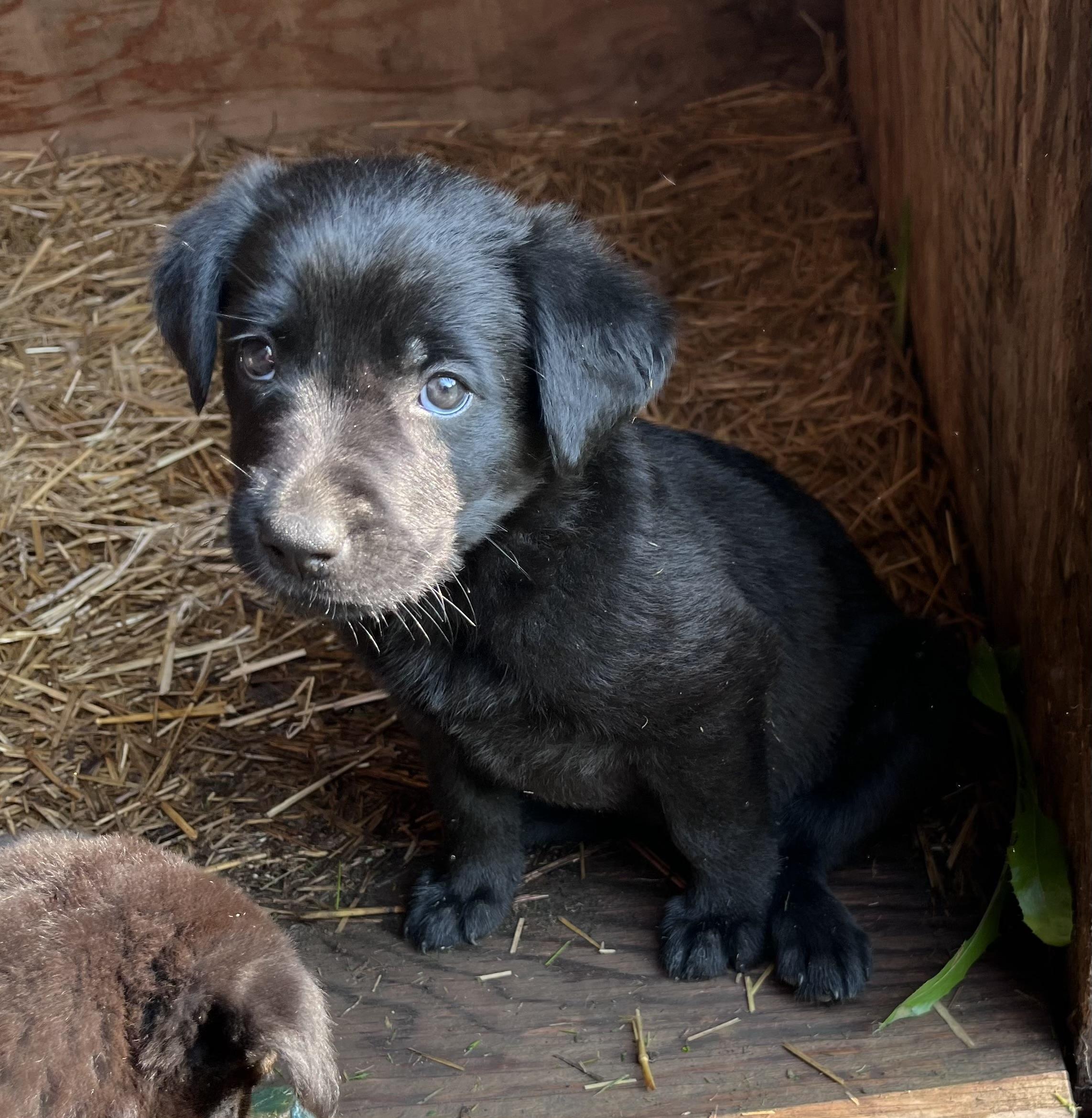 Ken, an adopted mixed breed in Saskatoon, SK image 3/4