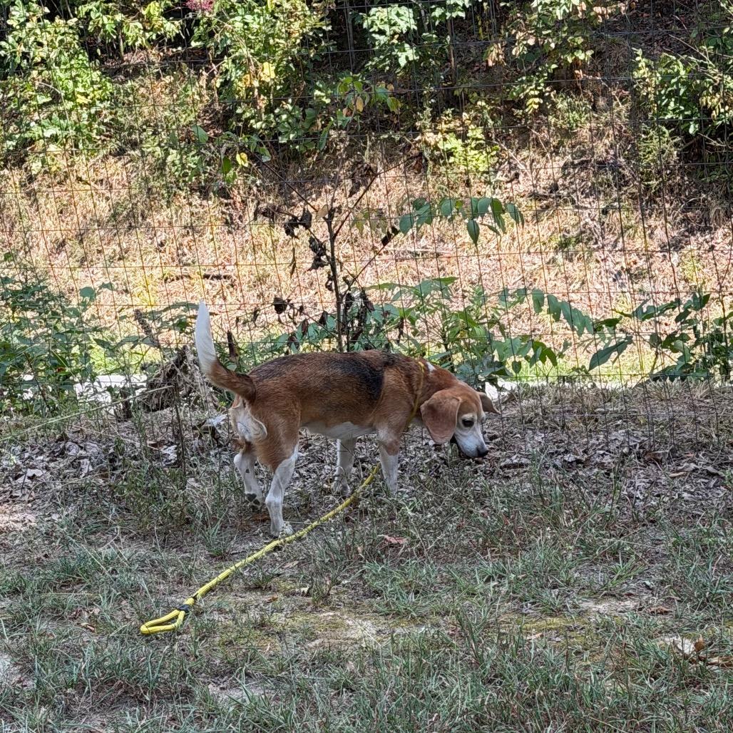 Hazel, Adoptable, Young Female Beagle.