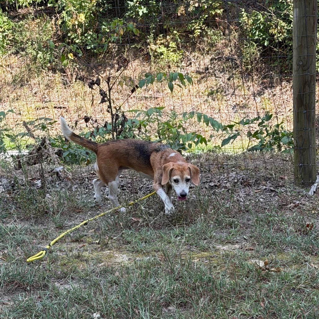 Enlarge Hazel, a Adoptable Beagle in Princeton, KY image 2/2