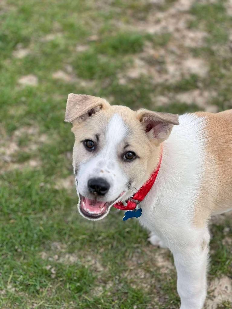 Ilia, Adoptable, Puppy Male Australian Cattle Dog / Blue Heeler.