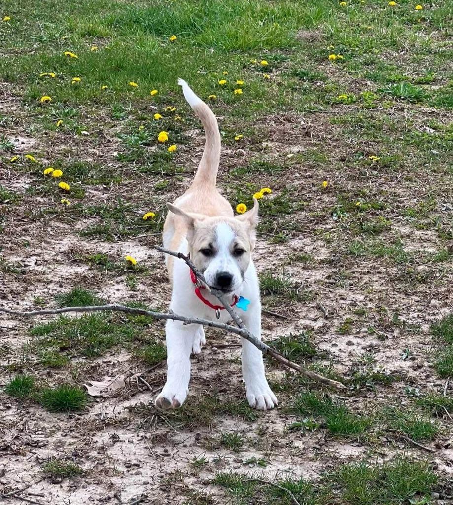 Ilia, a Adoptable Australian Cattle Dog / Blue Heeler in Indianapolis, IN image 2/4