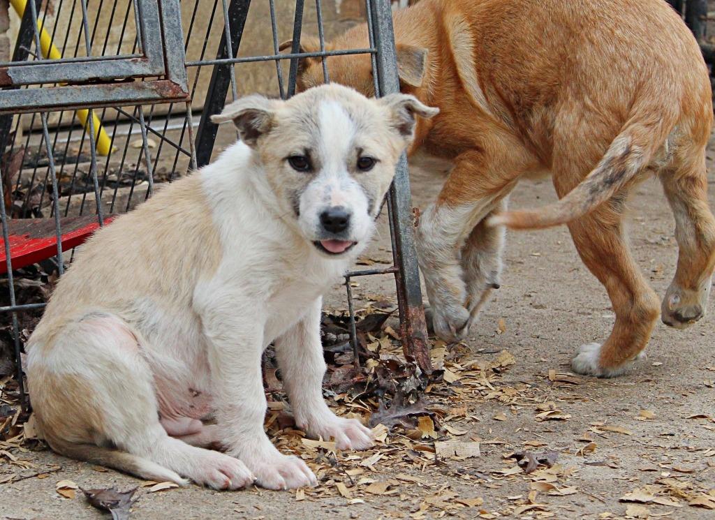 Ilia, a Adoptable Australian Cattle Dog / Blue Heeler in Indianapolis, IN image 3/4