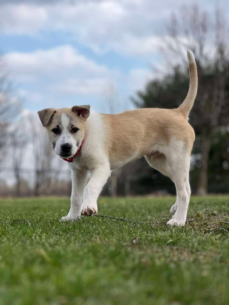 Ilia, a Adoptable Australian Cattle Dog / Blue Heeler in Indianapolis, IN image 4/4