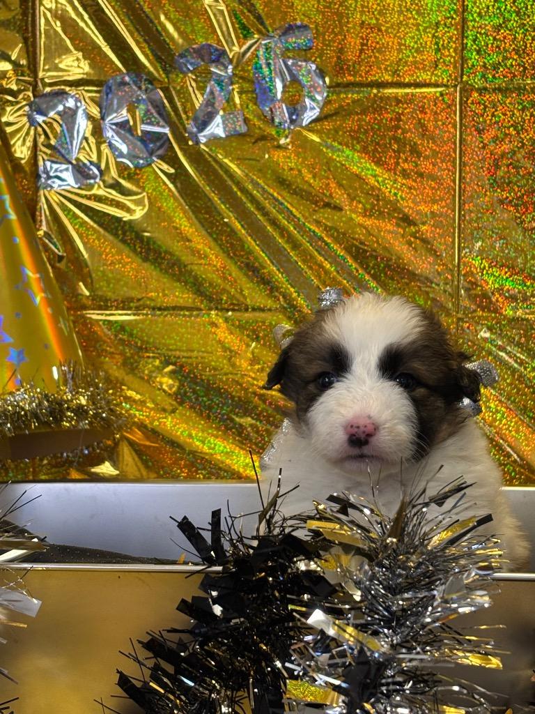 Issa, Adopted, Puppy Female Australian Kelpie & Great Pyrenees.