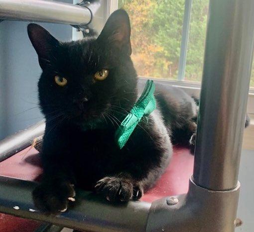 Enlarge Jasper, a Adoptable Domestic Short Hair in Washington Grove, MD image 2/4