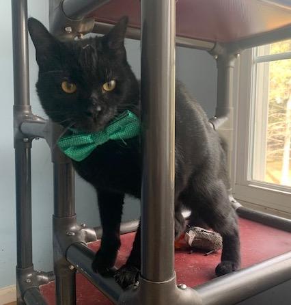 Enlarge Jasper, a Adoptable Domestic Short Hair in Washington Grove, MD image 4/4