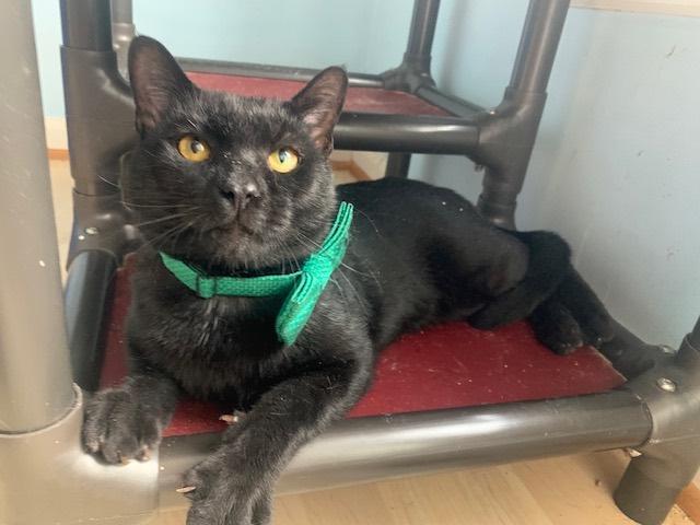 Jasper, Adoptable, Young Male Domestic Short Hair.