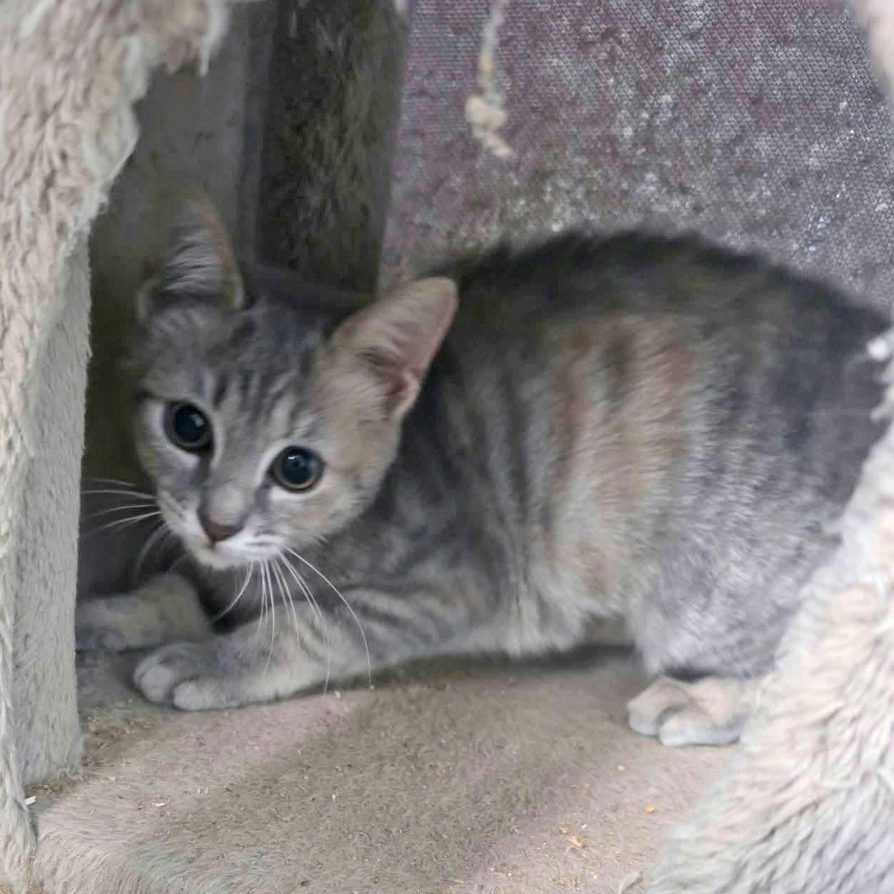 Lily - adoption pending, Adopted, Kitten Female Tabby & Domestic Short Hair.