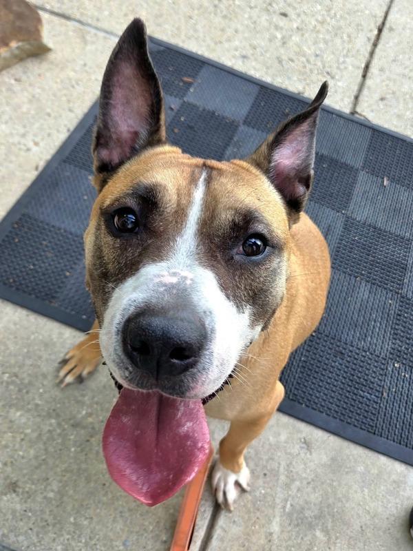 Enlarge Scooby, a Adoptable mixed breed in Millersville, MD image 1/1