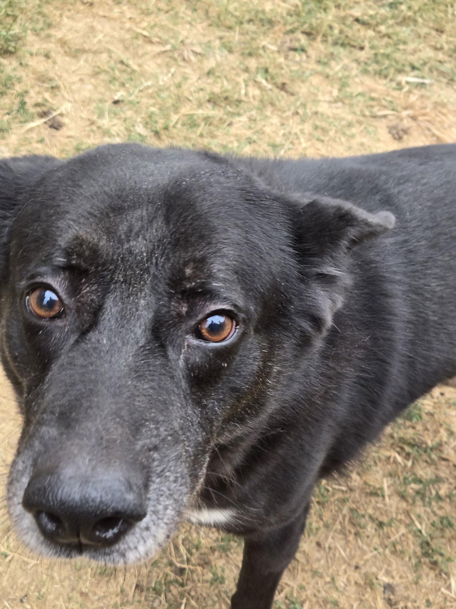 Bullwinkle — thumbnail 2