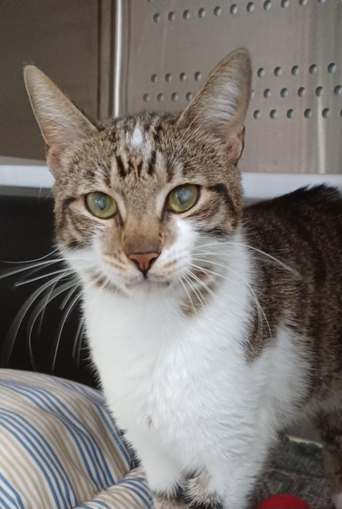 Eggbert, Adopted, Adult Male Domestic Short Hair & Tabby.