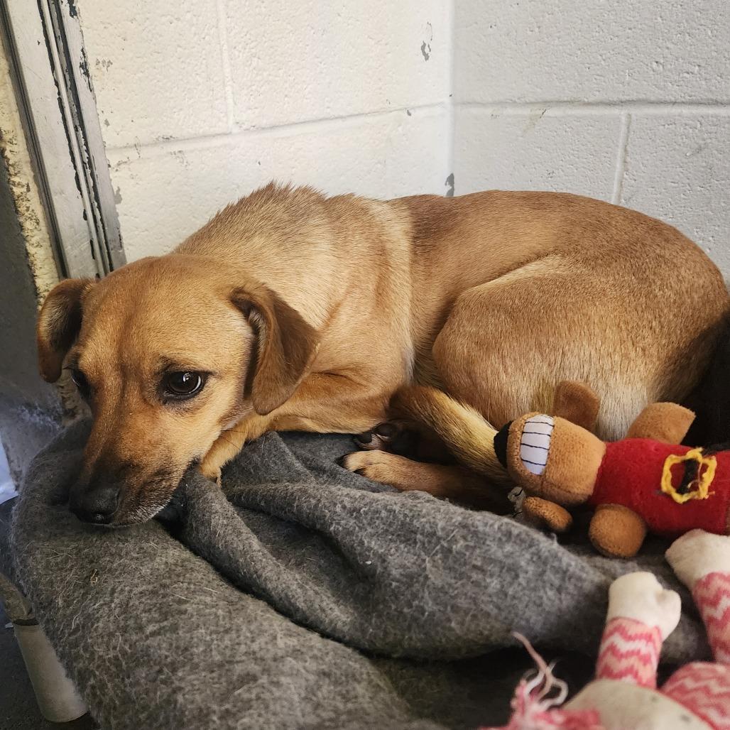 Nitro, Adoptable, Adult Female Chihuahua & Mixed Breed.