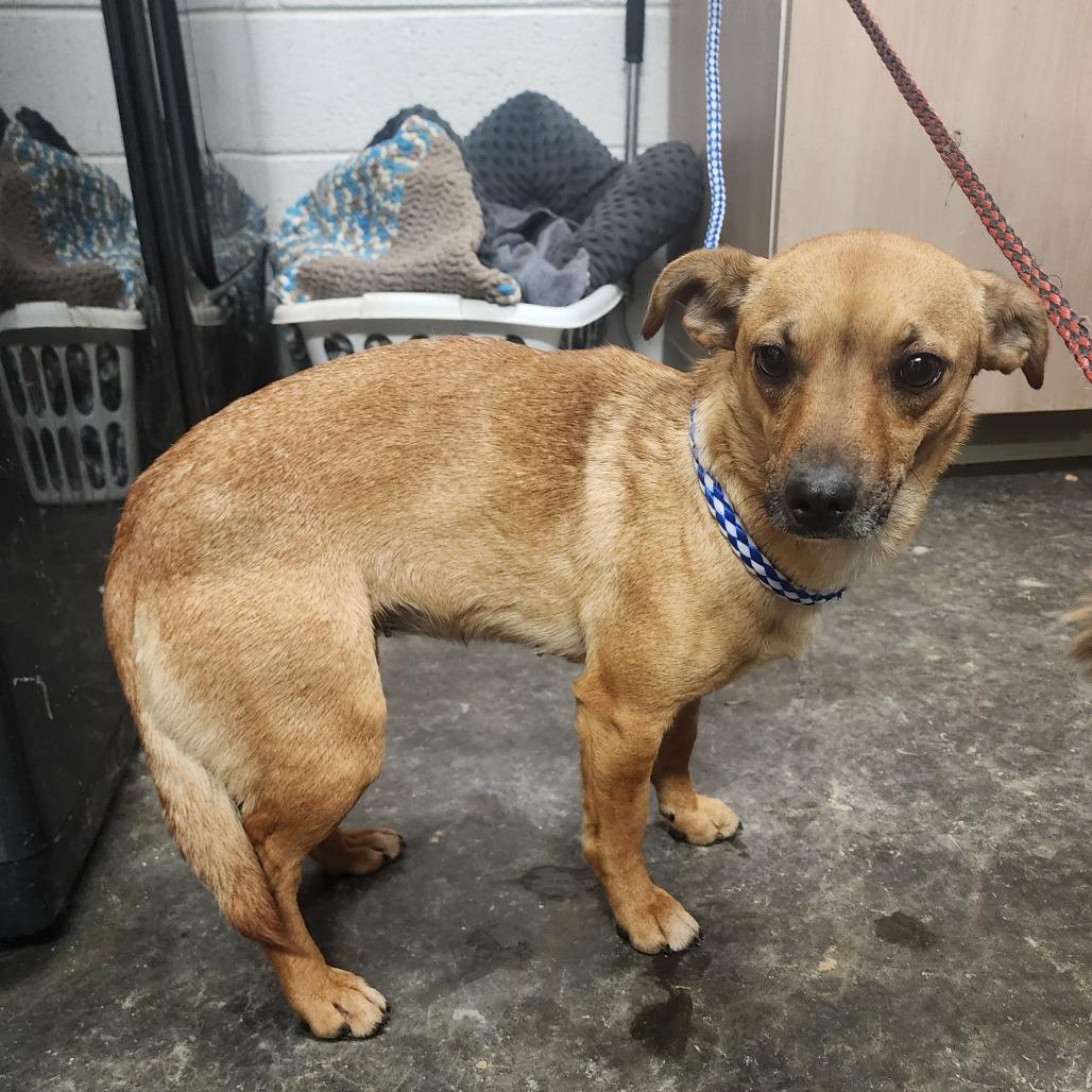 Enlarge Nitro, a Adoptable mixed breed in Evensville, TN image 2/3